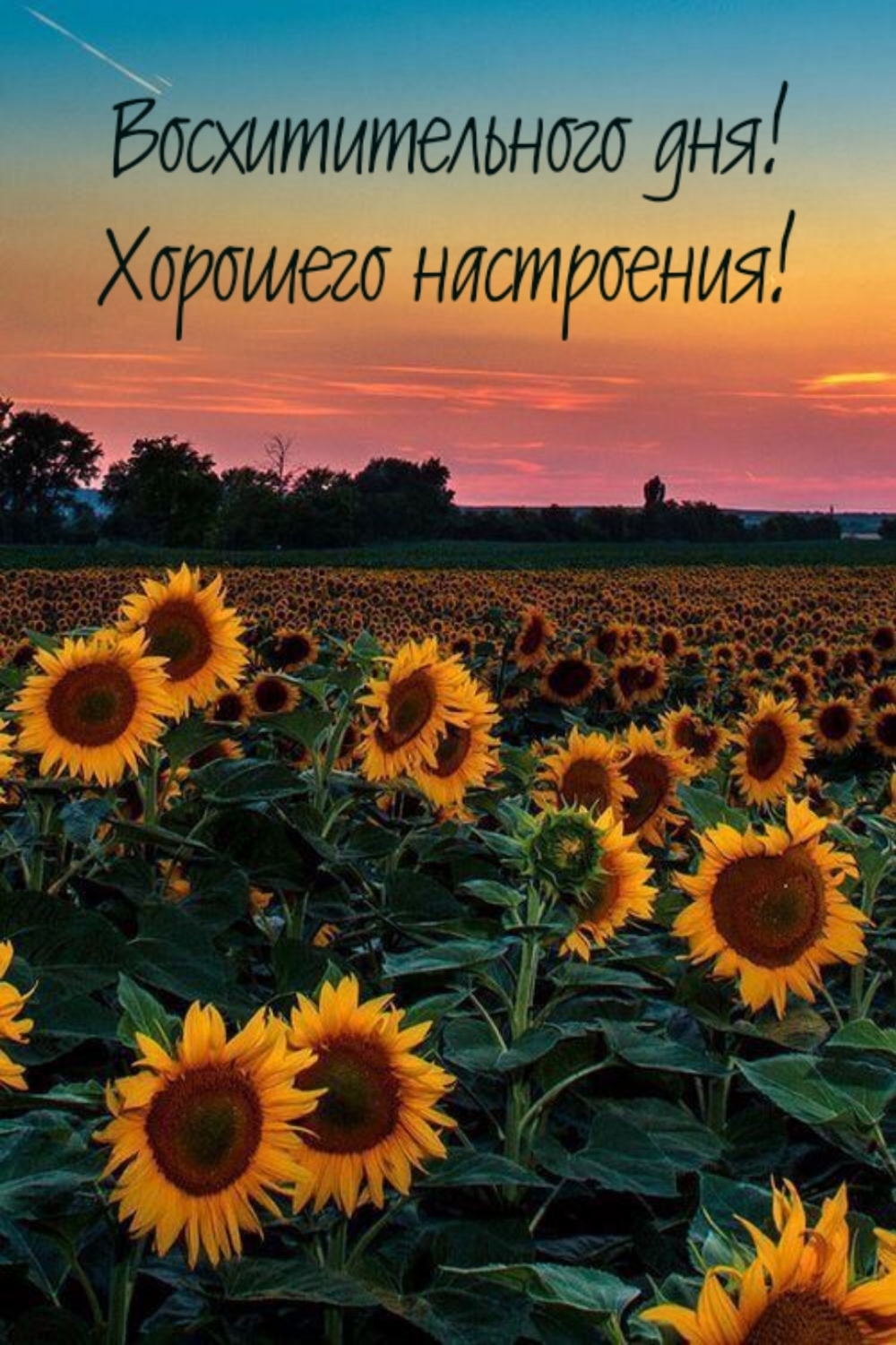Восхитительного дня! Хорошего настроения!