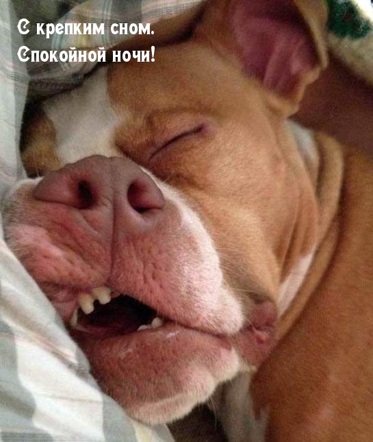 С крепким сном. Спокойной ночи!