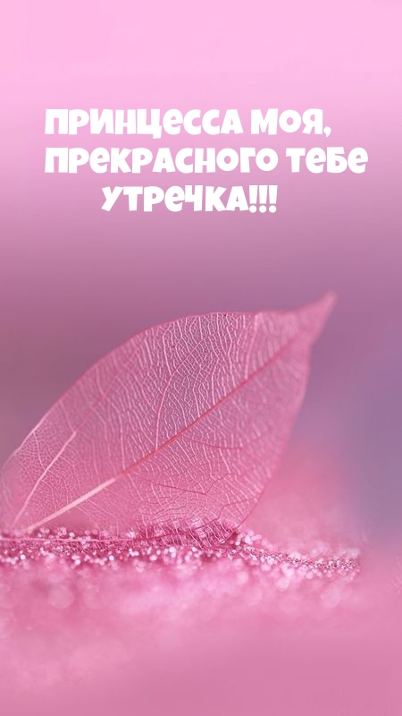 Принцесса моя, прекрасного тебе утречка!