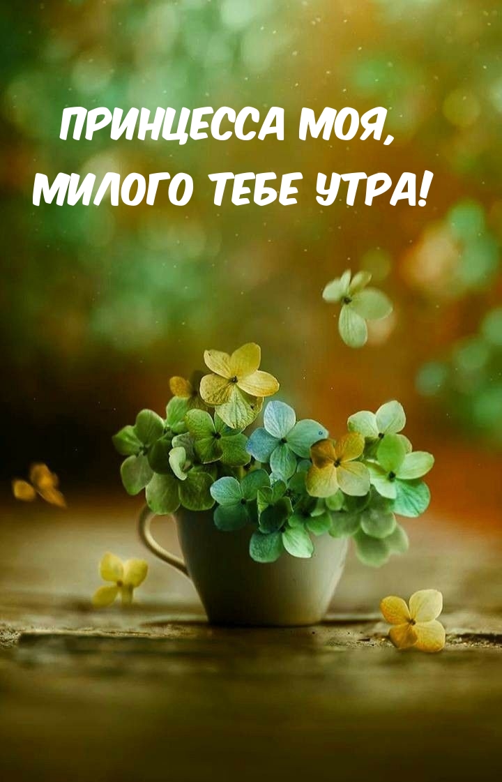 Принцесса моя, милого тебе утра!