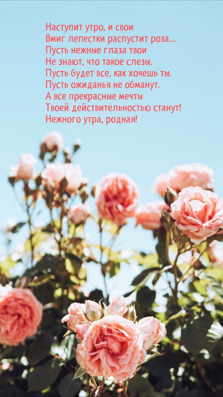 Наступит утро, и свои вмиг лепестки распустит роза…