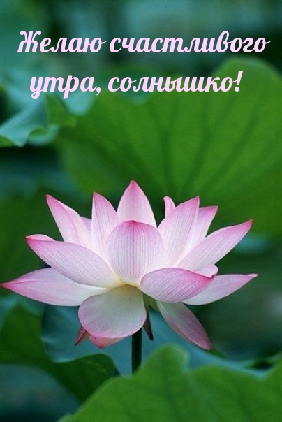 Желаю счастливого утра, солнышко!
