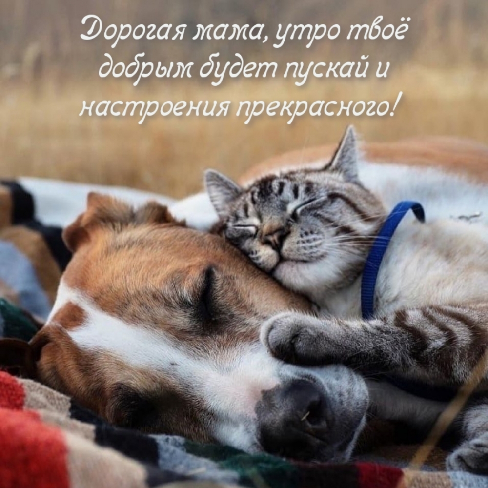 Дорогая мама, утро твоё добрым будет пускай