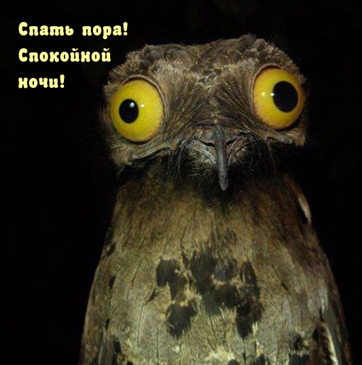 Спать пора! Спокойной ночи!