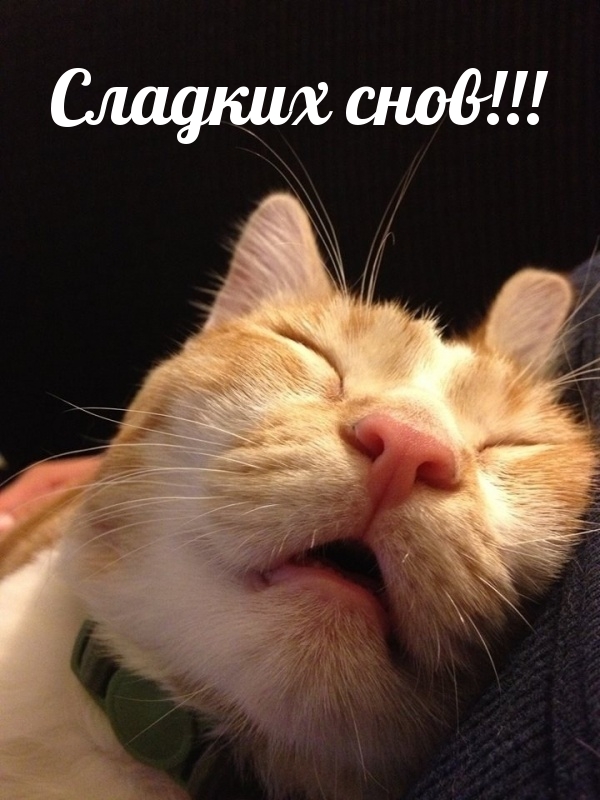 Сладких снов!