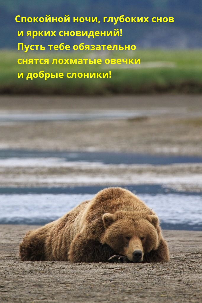 Спокойной ночи, глубоких снов и ярких сновидений!