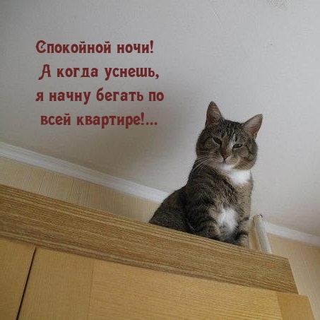 Спокойной ночи! А когда уснешь, я начну бегать