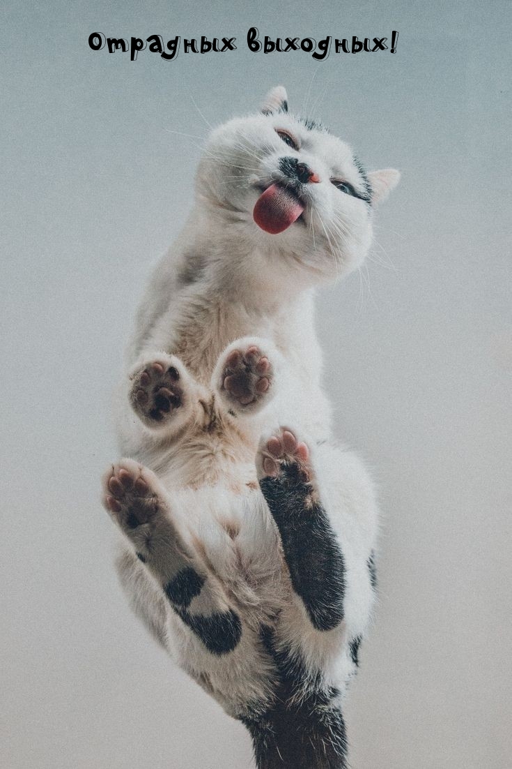 Отрадных выходных!