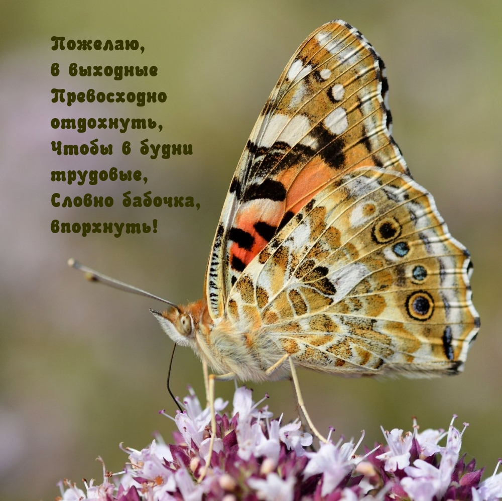 Пожелаю, в выходные превосходно отдохнуть