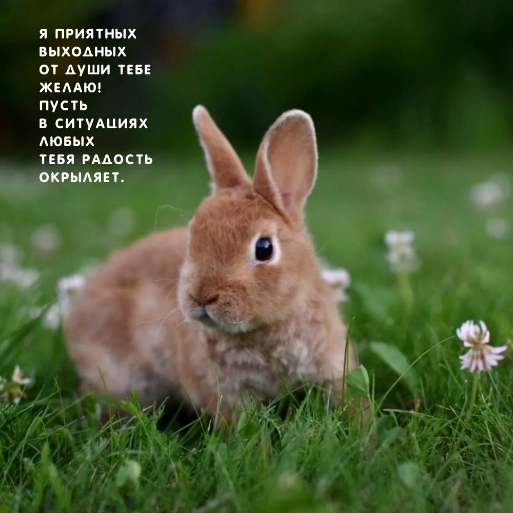 Я приятных выходных от души тебе желаю!