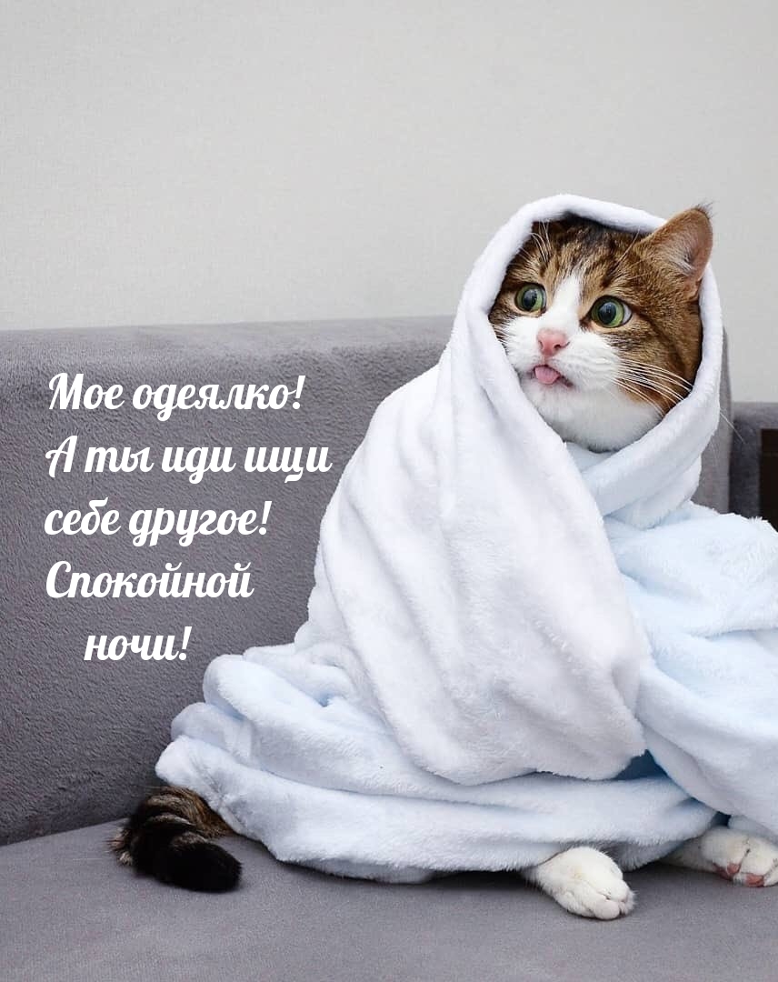 Мое одеялко! А ты иди ищи себе другое! Спокойной ночи!
