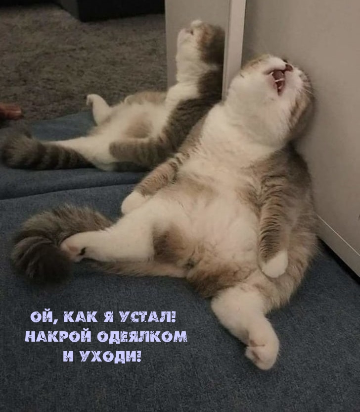 Ой, как я устал! Накрой одеялком и уходи!