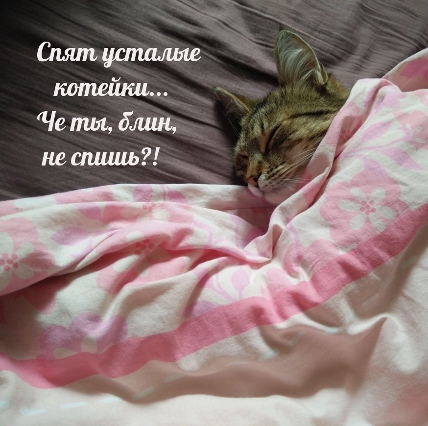 Картинка - Спят усталые котейки... Че ты, блин, не спишь?!.