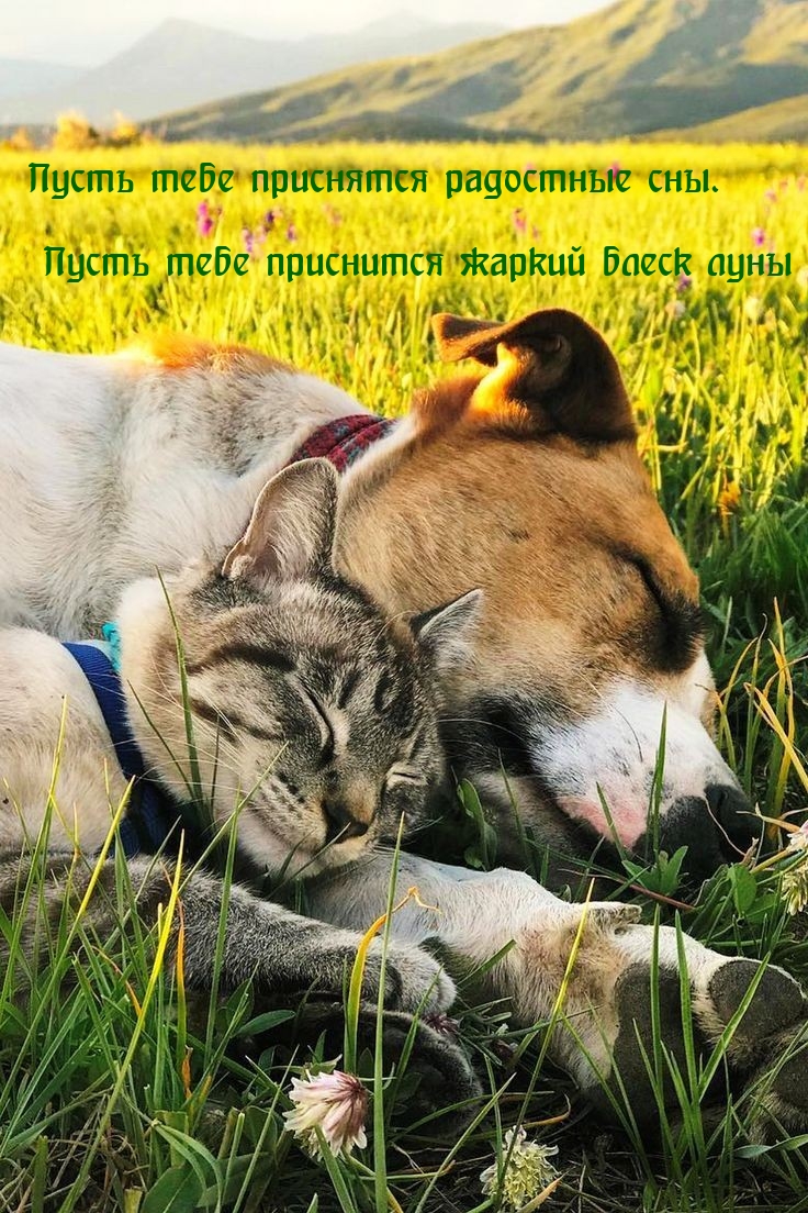 Пусть тебе приснятся радостные сны.