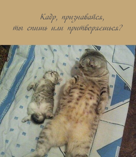Кадр, признавайся, ты спишь или притворяешься?