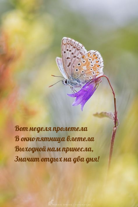 Вот неделя пролетела в окно пятница влетела