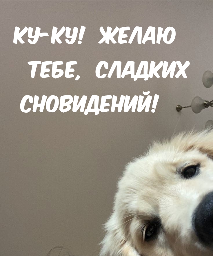 Ку-ку! Желаю тебе, сладких сновидений!