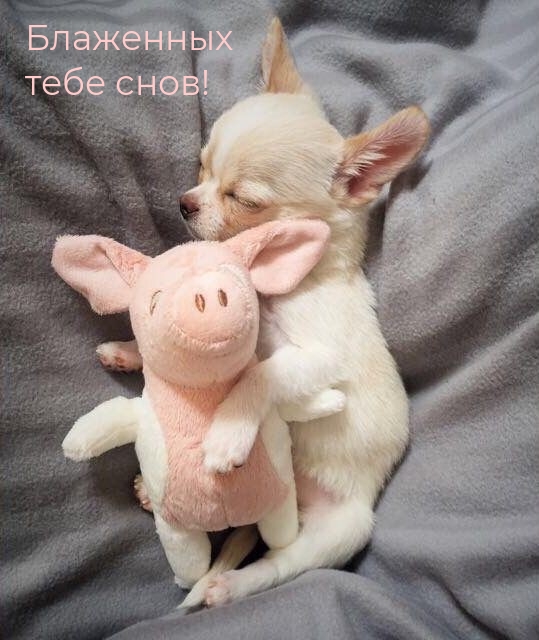 Блаженных тебе снов!