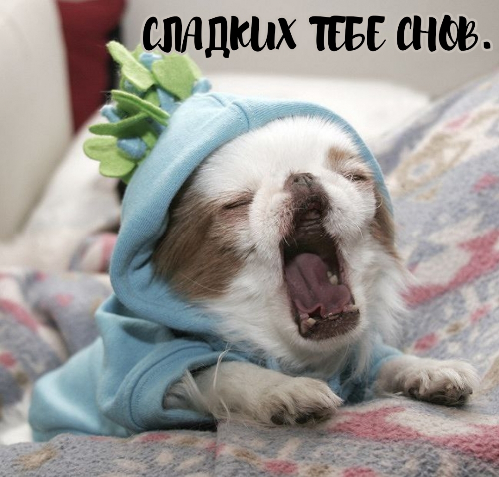 СЛАДКИХ ТЕБЕ СНОВ.