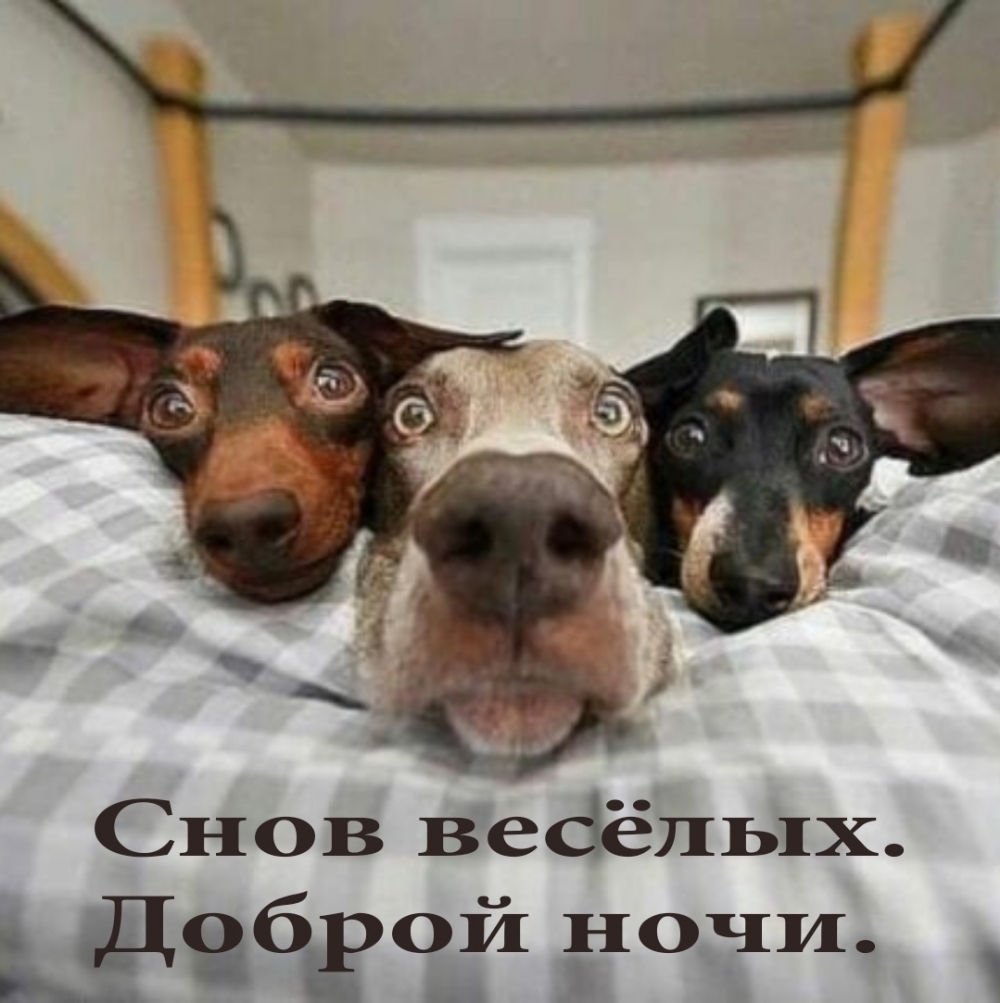 Снов весёлых. Доброй ночи.