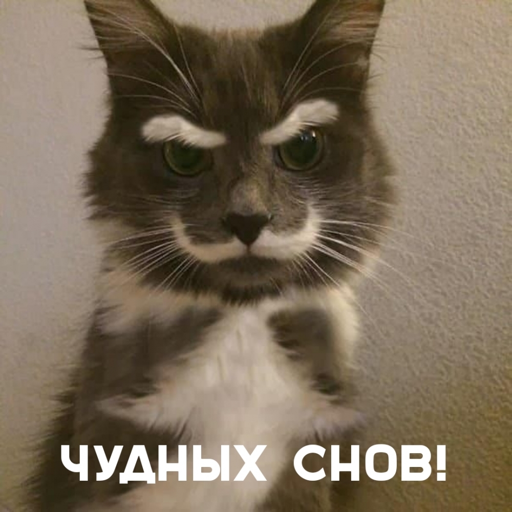 ЧУДНЫХ СНОВ!