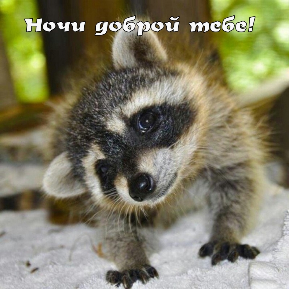 Ночи доброй тебе!
