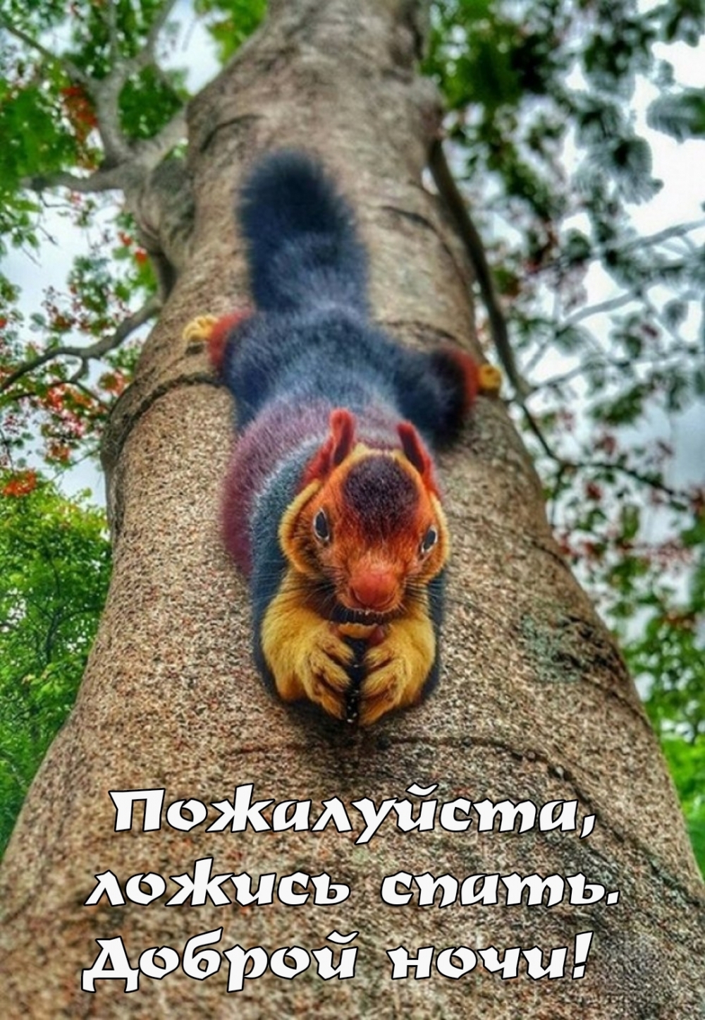 Пожалуйста, ложись спать. Доброй ночи!