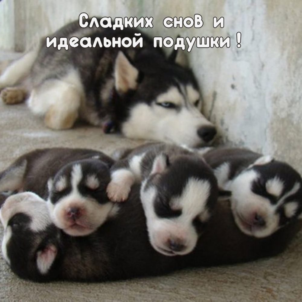 Сладких снов и идеальной подушки!