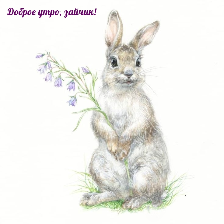 Доброе утро, зайчик!