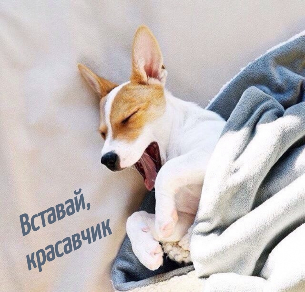 Вставай, красавчик
