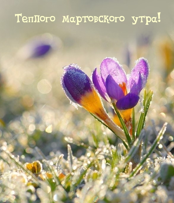 Теплого мартовского утра!