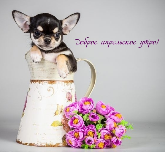 Доброе апрельское утро!