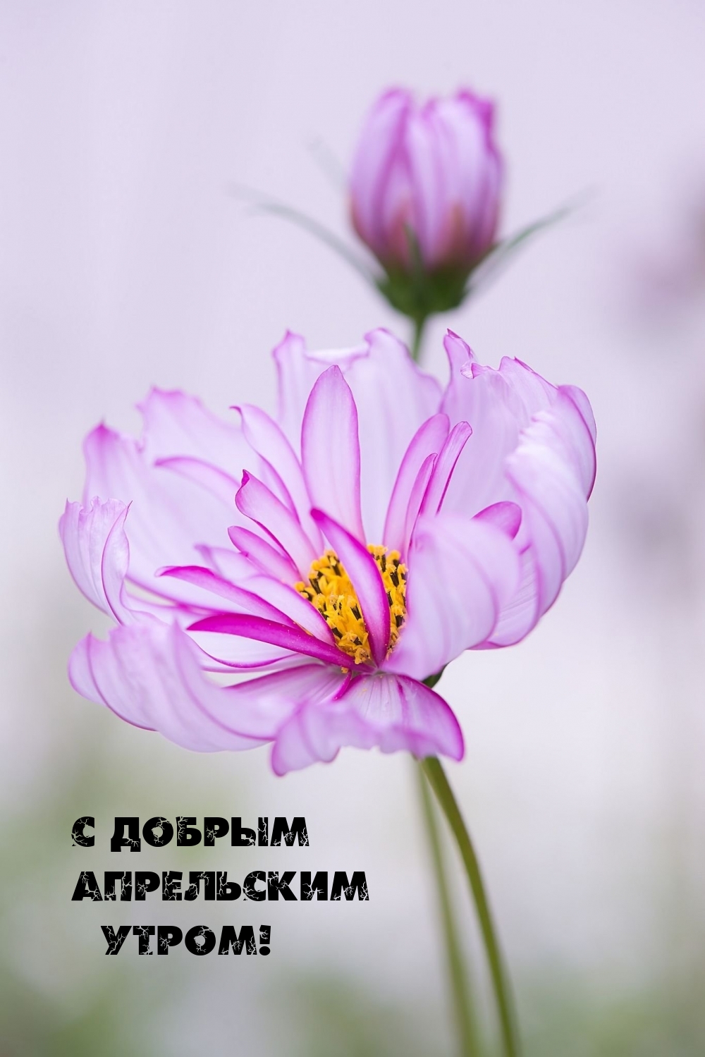 Картинка - С добрым апрельским утром!.
