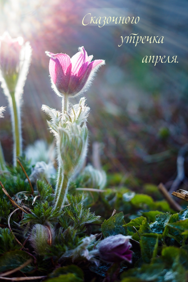 Сказочного утречка апреля.