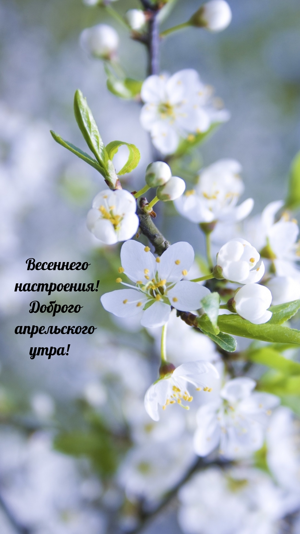 Весеннего настроения! Доброго апрельского утра!