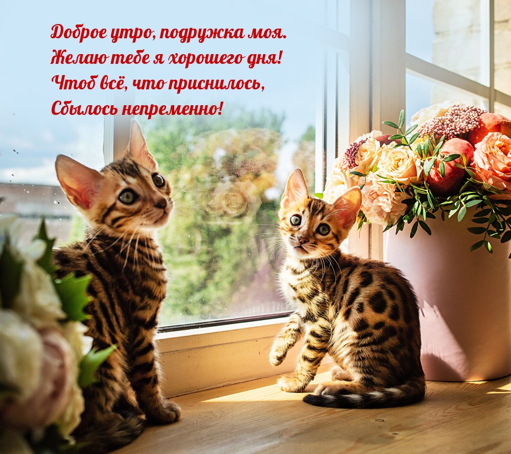 Доброе утро, подружка моя. Желаю тебе я хорошего дня!