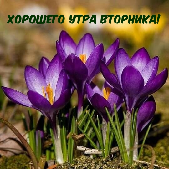 Хорошего утра вторника!