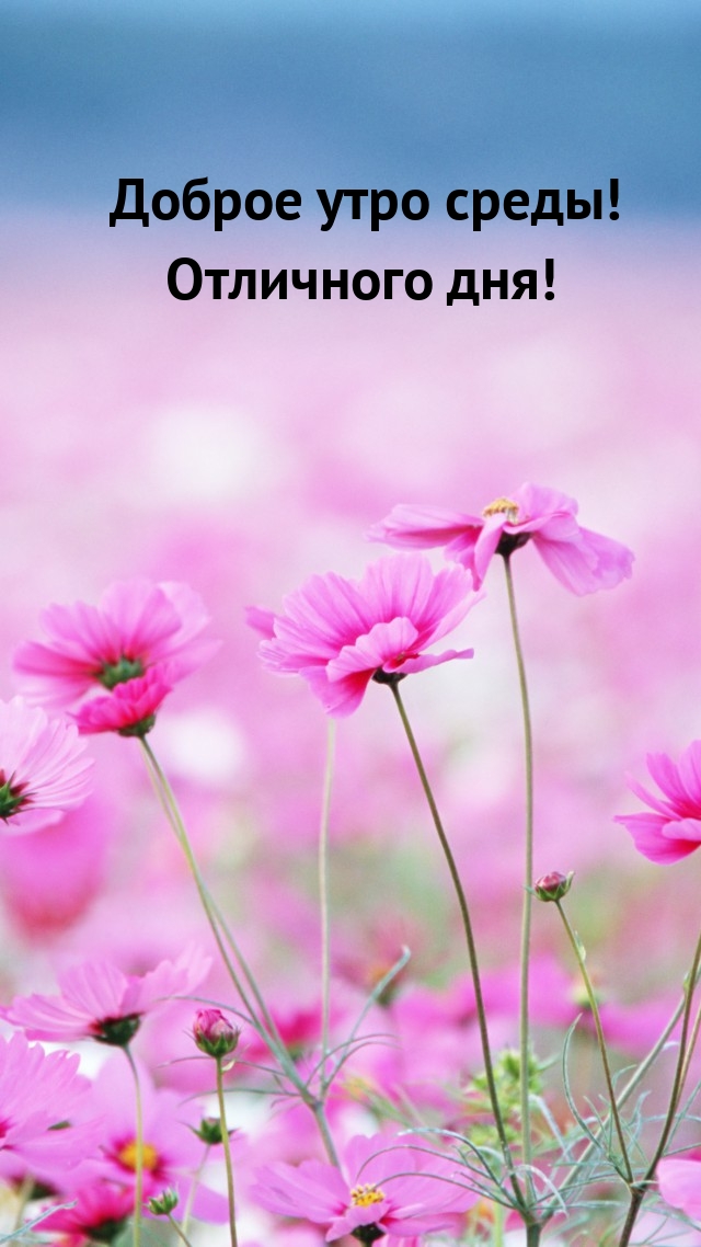 Доброе утро среды! Отличного дня!