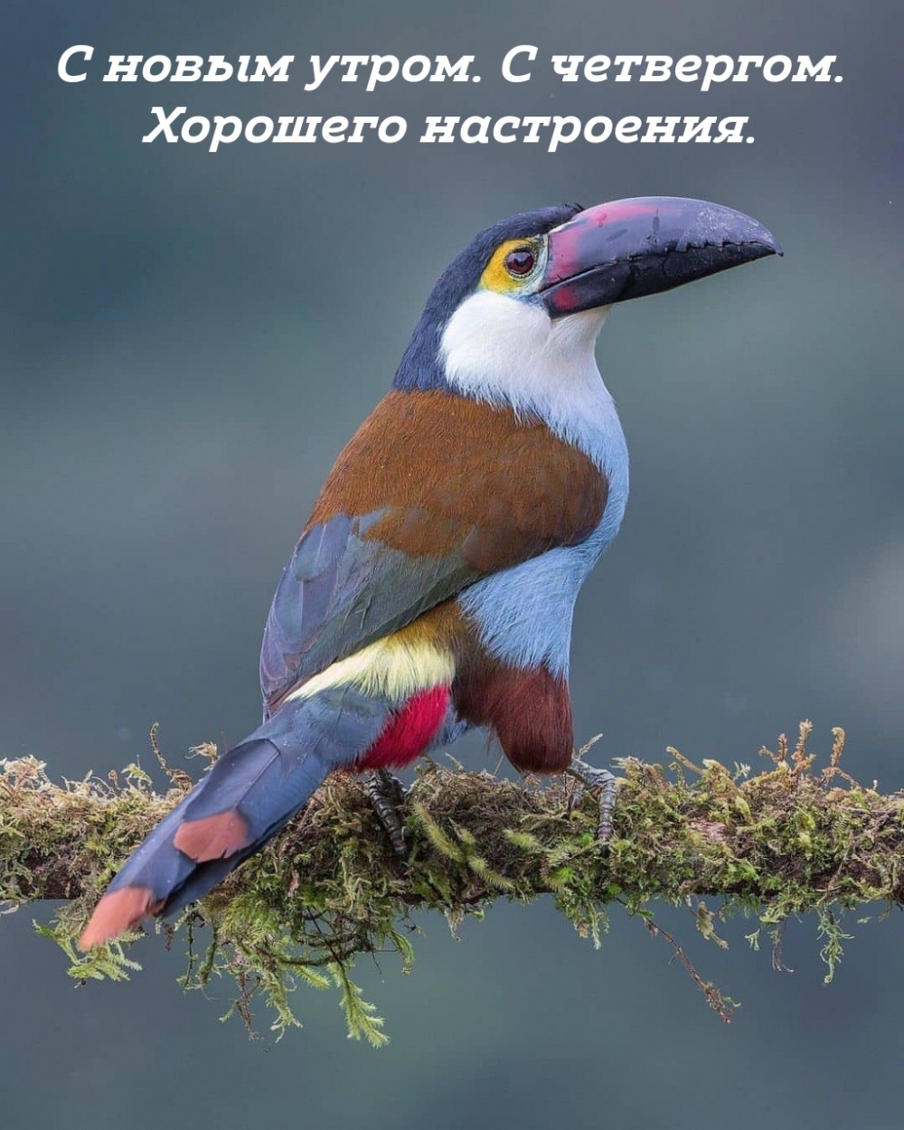 С новым утром. С четвергом. Хорошего настроения.