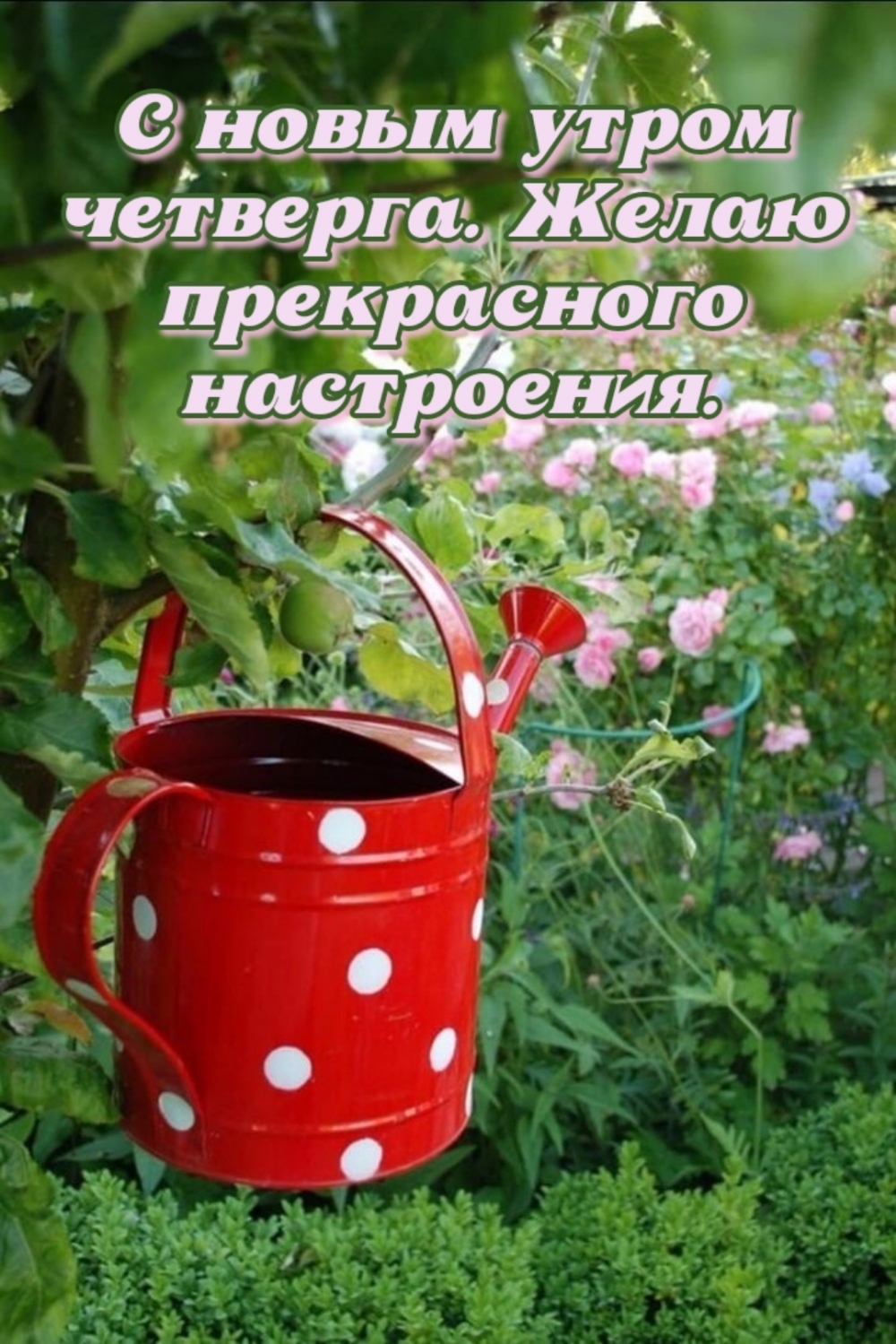 С новым утром четверга. Желаю прекрасного настроения.