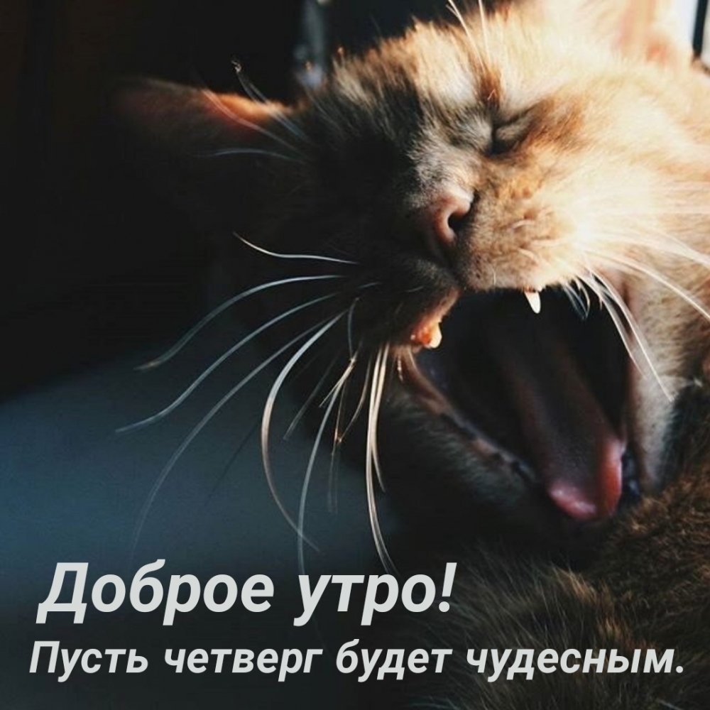 Пусть четверг будет чудесным. Доброе утро!