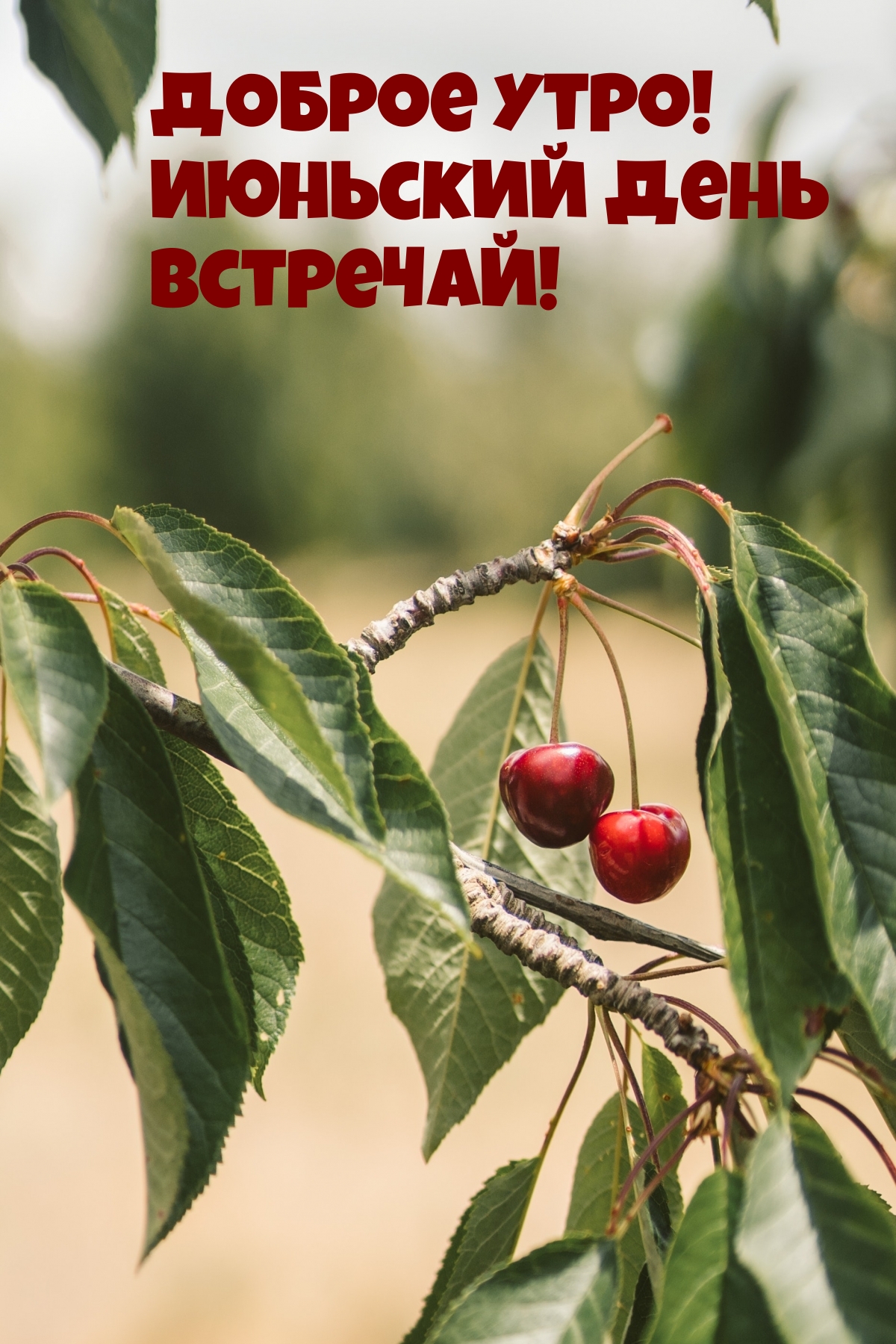 Доброе утро! Июньский день встречай!