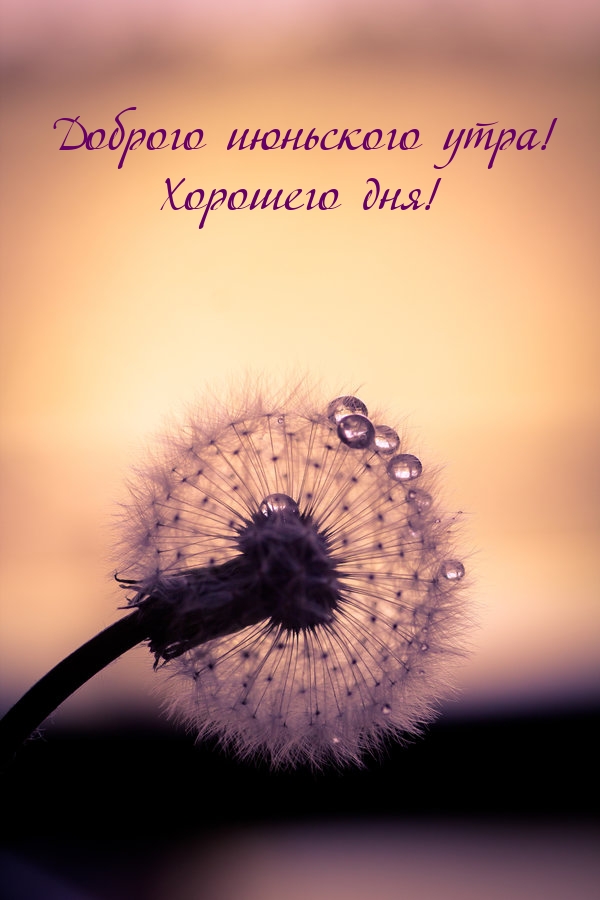 Доброго июньского утра! Хорошего дня!