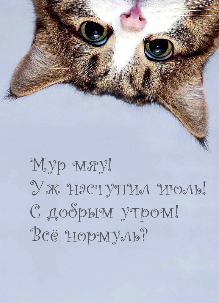 Мур мяу! Уж наступил июль! С добрым утром! Всё нормуль?