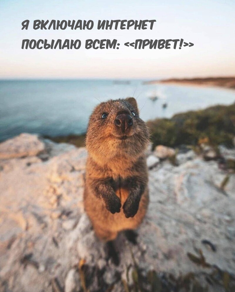 Я включаю интернет посылаю всем: «Привет!»