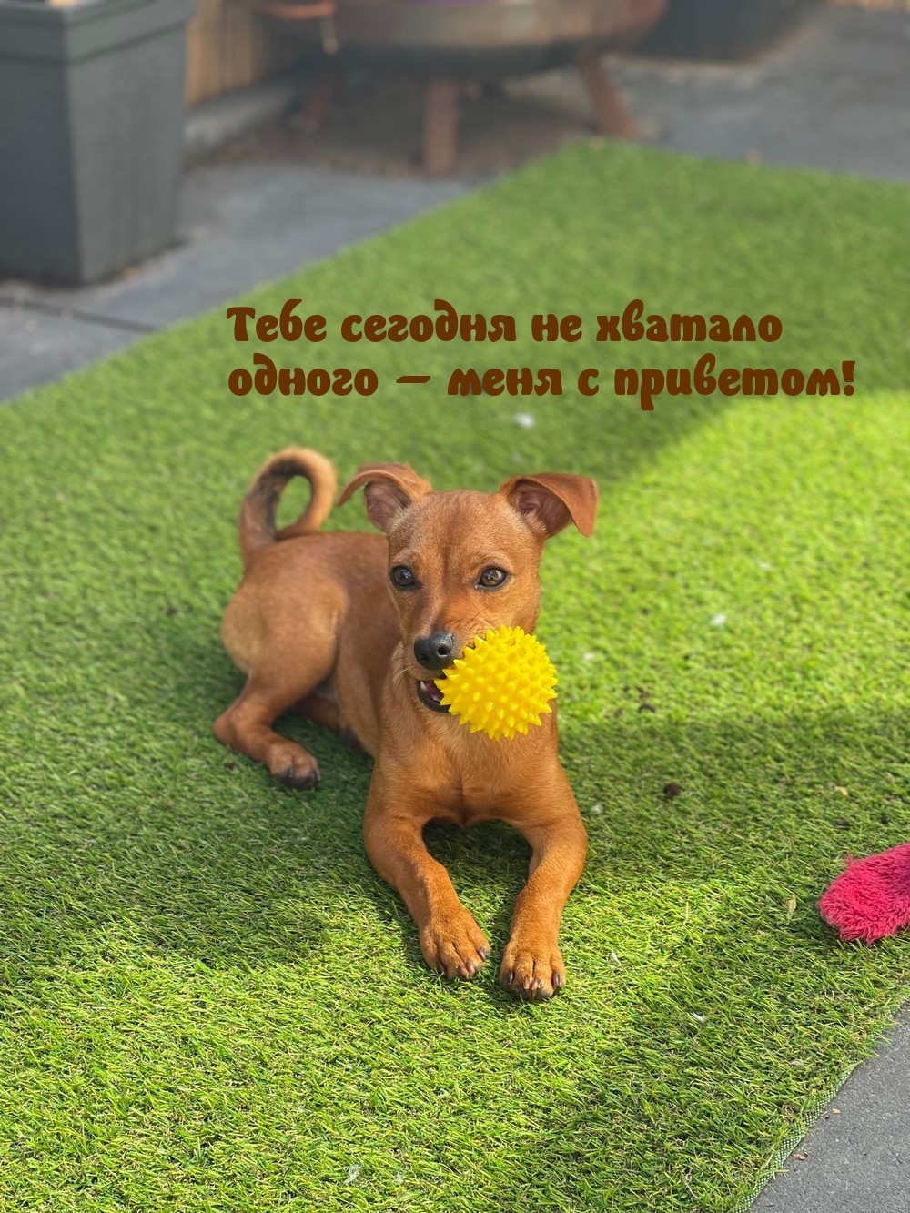 Тебе сегодня не хватало одного – меня с приветом!