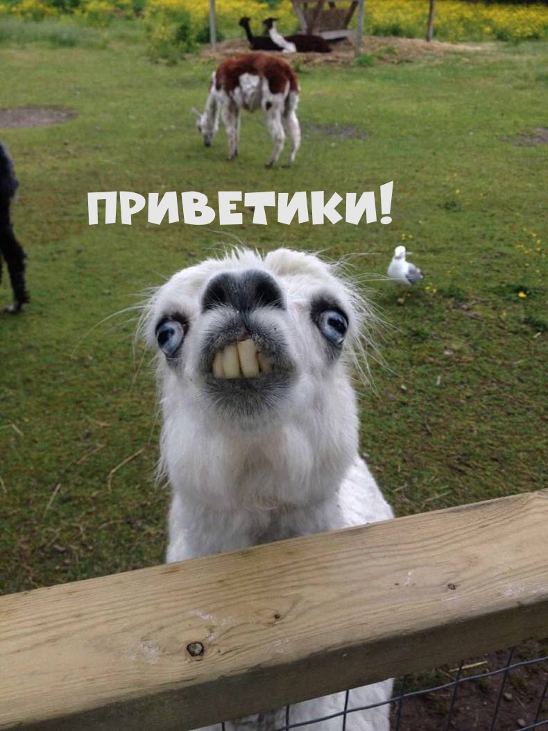 Приветики!