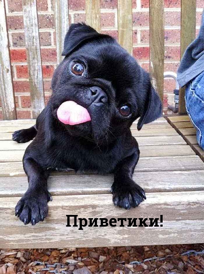 Приветики!