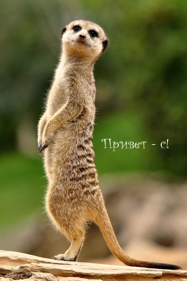 Привет — с!