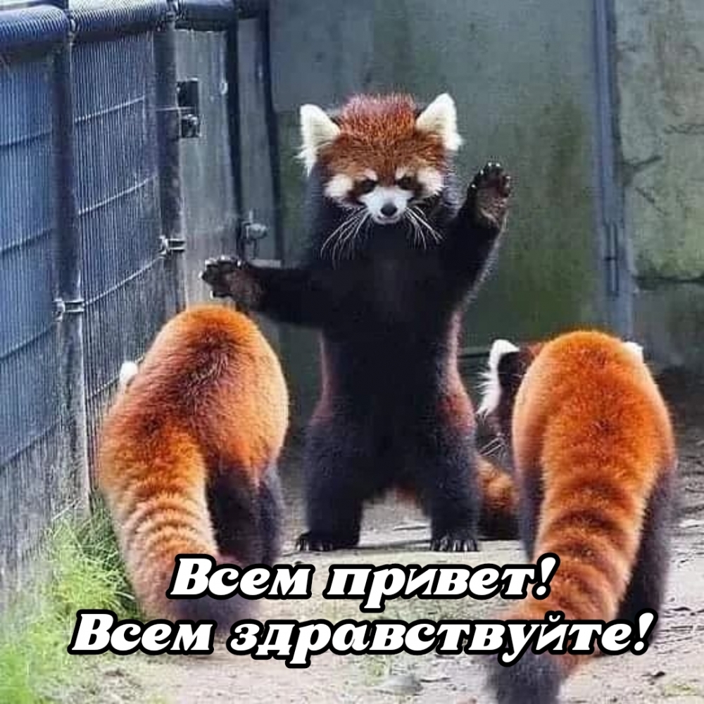 Всем привет! Всем здравствуйте!